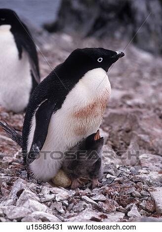 Stock Image - Adelie Penguin and It's Baby. Fotosearch