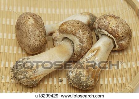 Agarics mushrooms View Large Photo Image Stock Photo - Agarics mushrooms. Fotosearch
