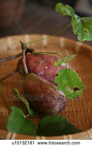 Stock Image - Akebi (Akebia quinata). Fotosearch