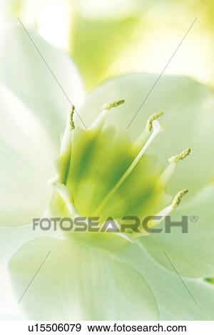 Amazon lily View Large Photo Image Stock Photo - Amazon lily. Fotosearch