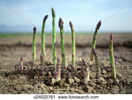 Stock Image - Asparagus Growing in Ground. Fotosearch