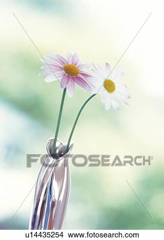Australian marguerites in a vase View Large Photo Image Picture - Australian marguerites in a vase. Fotosearch