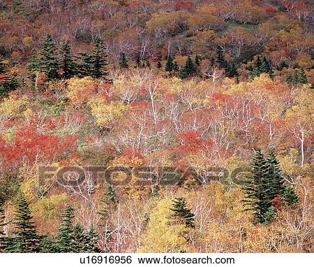 Stock Photograph - Autumn Colored Trees. Fotosearch