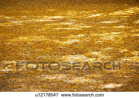 Stock Photo - Autumn fallen leaves, full frame, Tokyo prefecture, Japan. Fotosearch