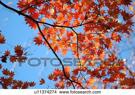 Picture - Autumn Leaves. Fotosearch