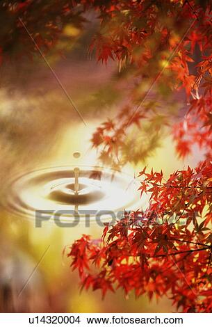 Picture - Autumn leaves. Fotosearch
