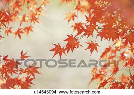 Picture - Autumn Leaves. Fotosearch