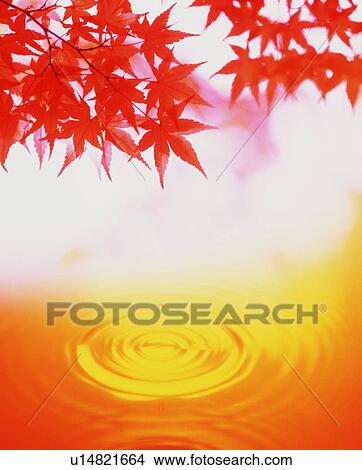 Picture - Autumn leaves. Fotosearch