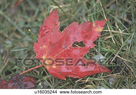 Picture - Autumn Leaves. Fotosearch