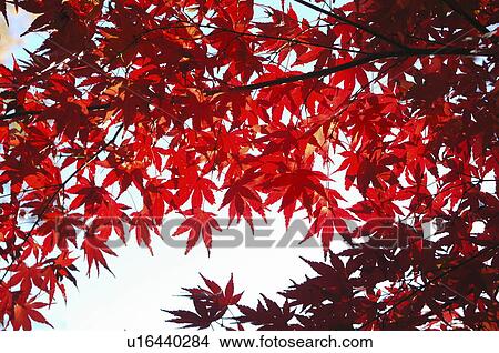 Autumn Leaves View Large Photo Image Picture - Autumn Leaves. Fotosearch