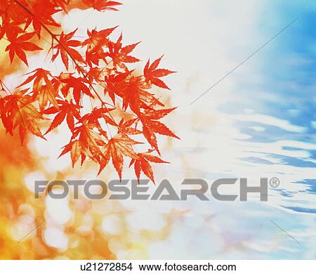 Autumn leaves View Large Photo Image Picture - Autumn leaves. Fotosearch