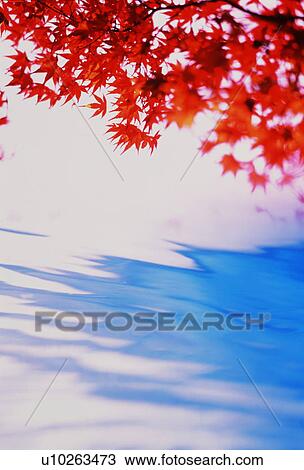 Autumn leaves View Large Photo Image Stock Image - Autumn leaves. Fotosearch