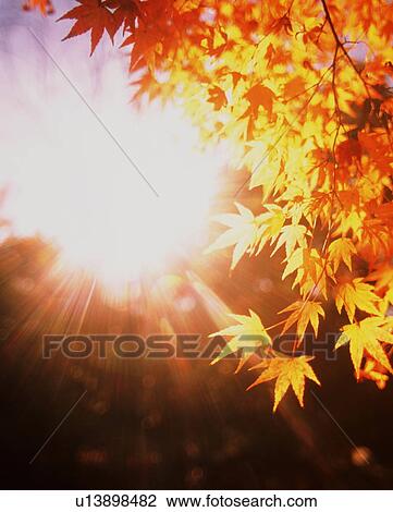 Stock Image - Autumn leaves. Fotosearch