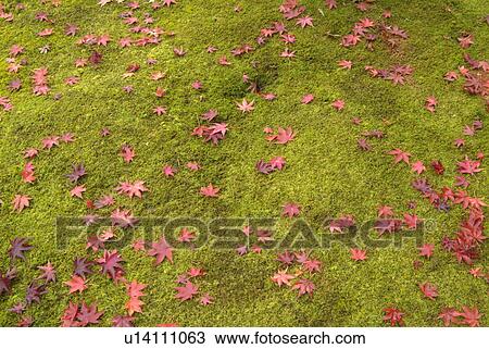 Stock Image - Autumn Leaves. Fotosearch