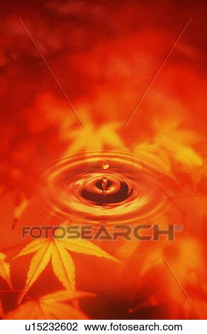 Stock Image - Autumn leaves. Fotosearch