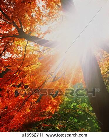 Autumn leaves View Large Photo Image Stock Image - Autumn leaves. Fotosearch