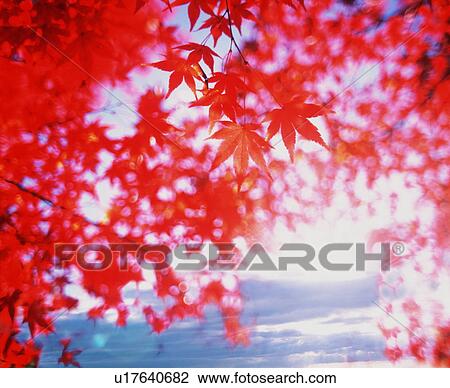 Stock Image - Autumn leaves. Fotosearch