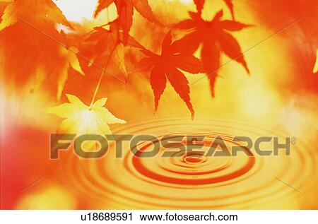 Autumn leaves View Large Photo Image Stock Image - Autumn leaves. Fotosearch