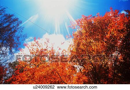 Stock Image - Autumn leaves. Fotosearch