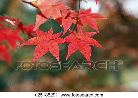 Stock Image - Autumn Leaves. Fotosearch