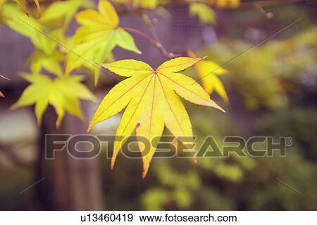 Autumn Leaves View Large Photo Image Stock Photo - Autumn Leaves. Fotosearch