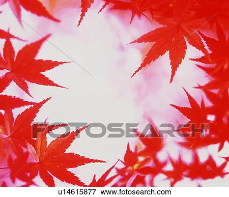 Stock Photo - Autumn leaves. Fotosearch