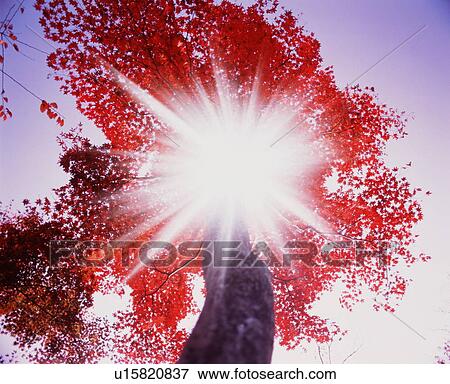 Autumn leaves View Large Photo Image Stock Photo - Autumn leaves. Fotosearch