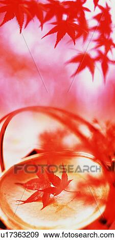 Stock Photo - Autumn leaves. Fotosearch