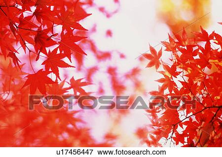 Stock Photo - Autumn leaves. Fotosearch