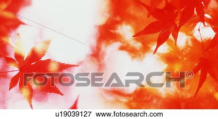 Stock Photo - Autumn leaves. Fotosearch