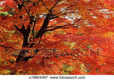 Stock Photo - Autumn Leaves. Fotosearch