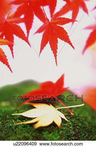 Stock Photo - Autumn leaves. Fotosearch