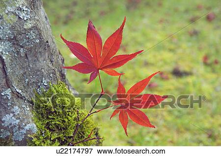 Stock Photo - Autumn Leaves. Fotosearch