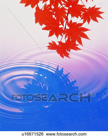 Stock Photograph - Autumn leaves. Fotosearch