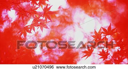 Stock Photograph - Autumn leaves. Fotosearch