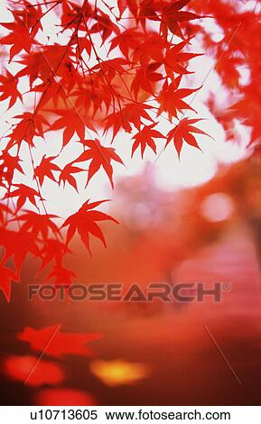 Stock Photography - Autumn leaves. Fotosearch