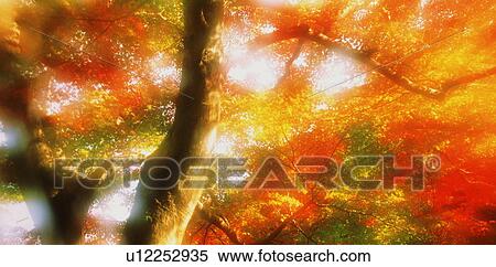 Stock Photography - Autumn leaves. Fotosearch
