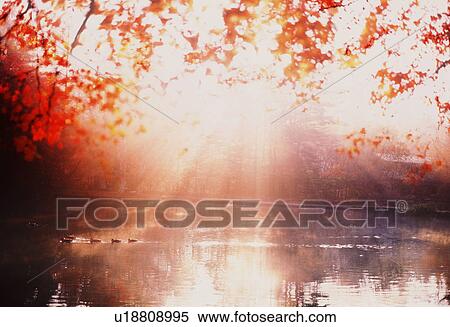 Stock Photography - Autumn leaves. Fotosearch