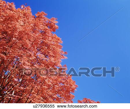 Stock Photography - Autumn Leaves. Fotosearch