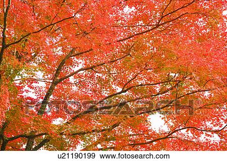 Autumnal leaves on maple tree, Otsu, Shiga Prefecture, Japan View Large Photo Image Stock Photo - Autumnal leaves on maple tree, Otsu, Shiga Prefecture, Japan. Fotosearch