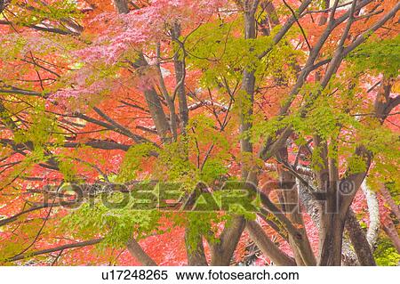 Autumnal leaves on maple tree, Higashiomi, Shiga Prefecture, Japan View Large Photo Image Stock Photography - Autumnal leaves on maple tree, Higashiomi, Shiga Prefecture, Japan. Fotosearch