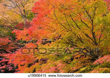 Stock Photography - Autumnal leaves on maple trees, Otsu, Shiga Prefecture, Japan. Fotosearch