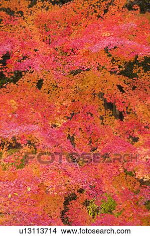 Autumnal leaves on tree, Otsu, Shiga Prefecture, Japan View Large Photo Image Picture - Autumnal leaves on tree, Otsu, Shiga Prefecture, Japan. Fotosearch