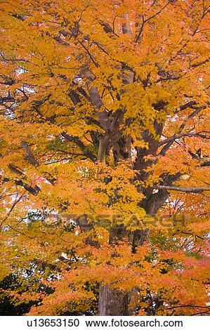 Autumnal leaves on tree, Otsu, Shiga Prefecture, Japan View Large Photo Image Stock Image - Autumnal leaves on tree, Otsu, Shiga Prefecture, Japan. Fotosearch