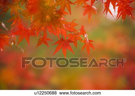 Autumnal leaves on tree, Otsu, Shiga Prefecture, Japan View Large Photo Image Stock Photo - Autumnal leaves on tree, Otsu, Shiga Prefecture, Japan. Fotosearch