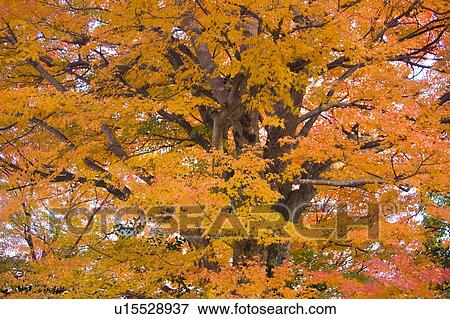 Autumnal leaves on tree, Otsu, Shiga Prefecture, Japan View Large Photo Image Stock Photo - Autumnal leaves on tree, Otsu, Shiga Prefecture, Japan. Fotosearch