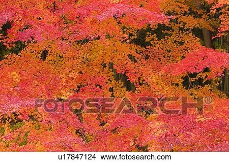 Picture - Autumnal leaves on trees, Otsu, Shiga Prefecture, Japan. Fotosearch