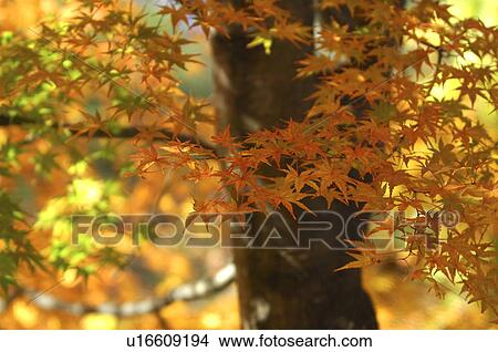 Picture - Autumnal leaves. Fotosearch
