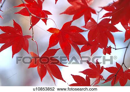 Stock Image - Autumnal leaves. Fotosearch