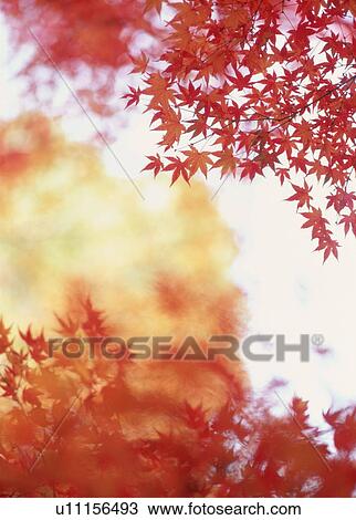 Stock Image - Autumnal leaves. Fotosearch